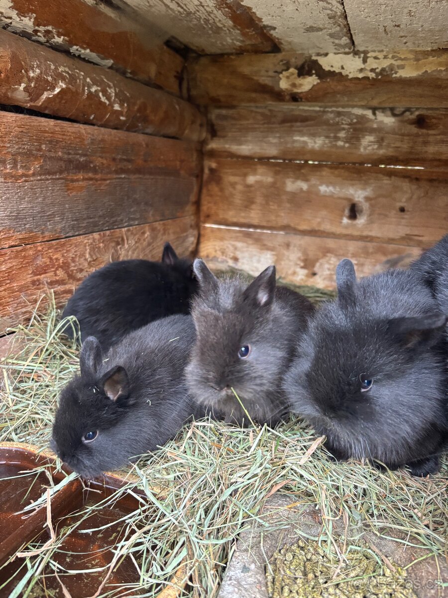 Zakrslí králíci - 3