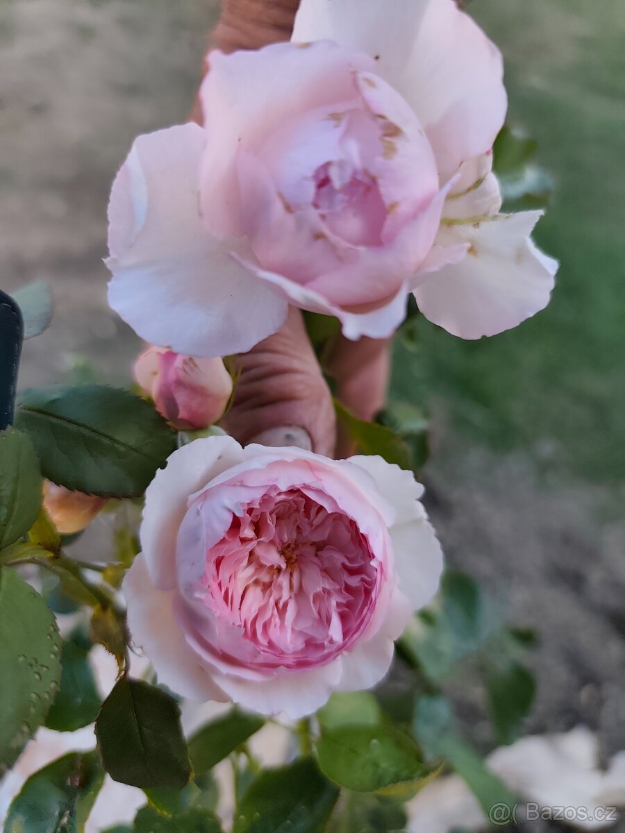 Hledá se hudebnice pro vztah - 3