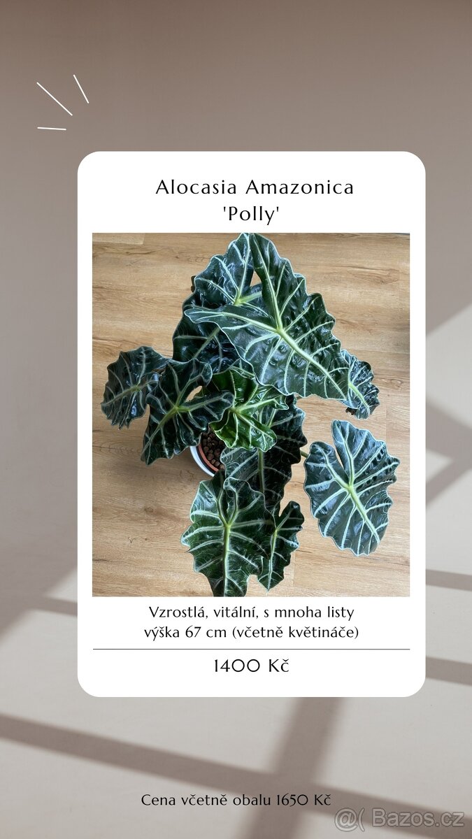 ⭐️ VÝPRODEJ 26 POKOJOVEK (Monstery, Dracény, Fíkusy, ......) - 3