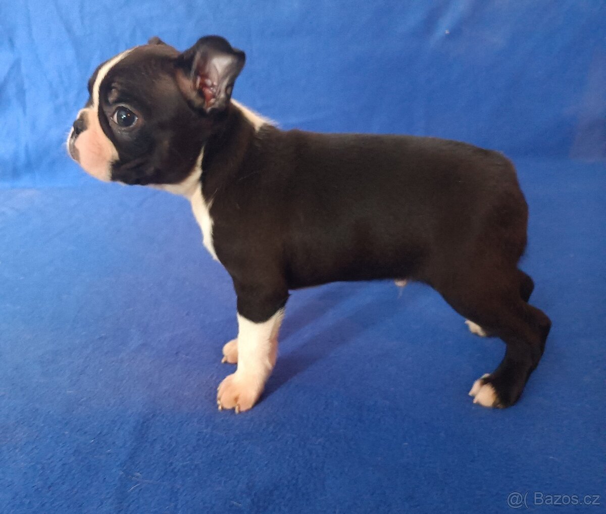 Bostonský terier - štěňátka bez pp - 3