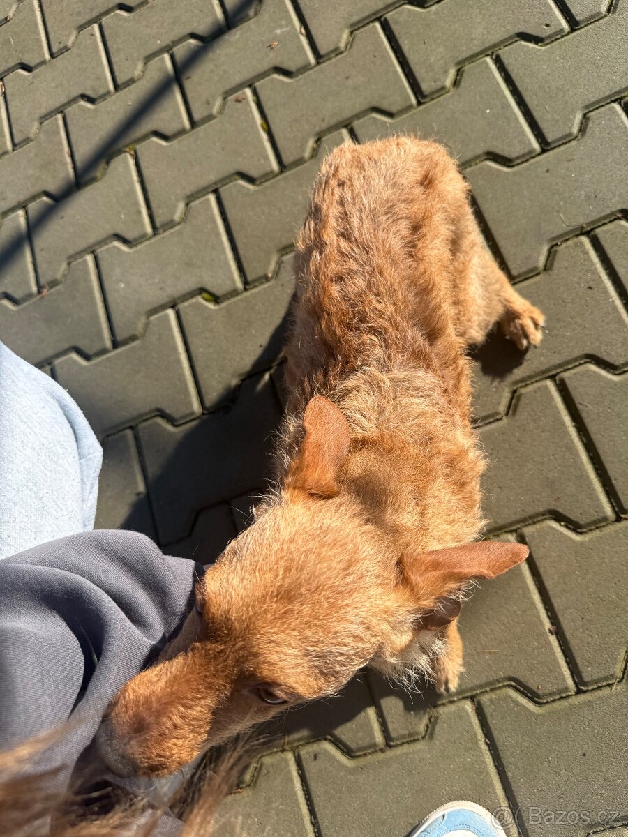 Daruji pejska - spěchá to - 3