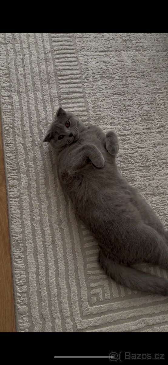 Skotská klapouchá kočka - 3