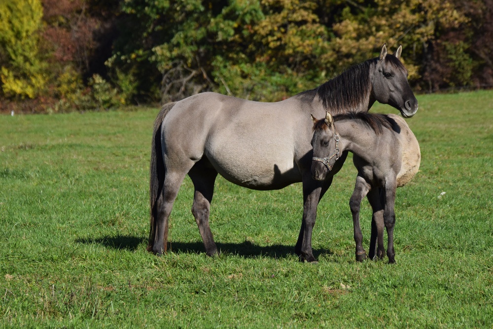 Homozygot Grullo hřebeček - 3