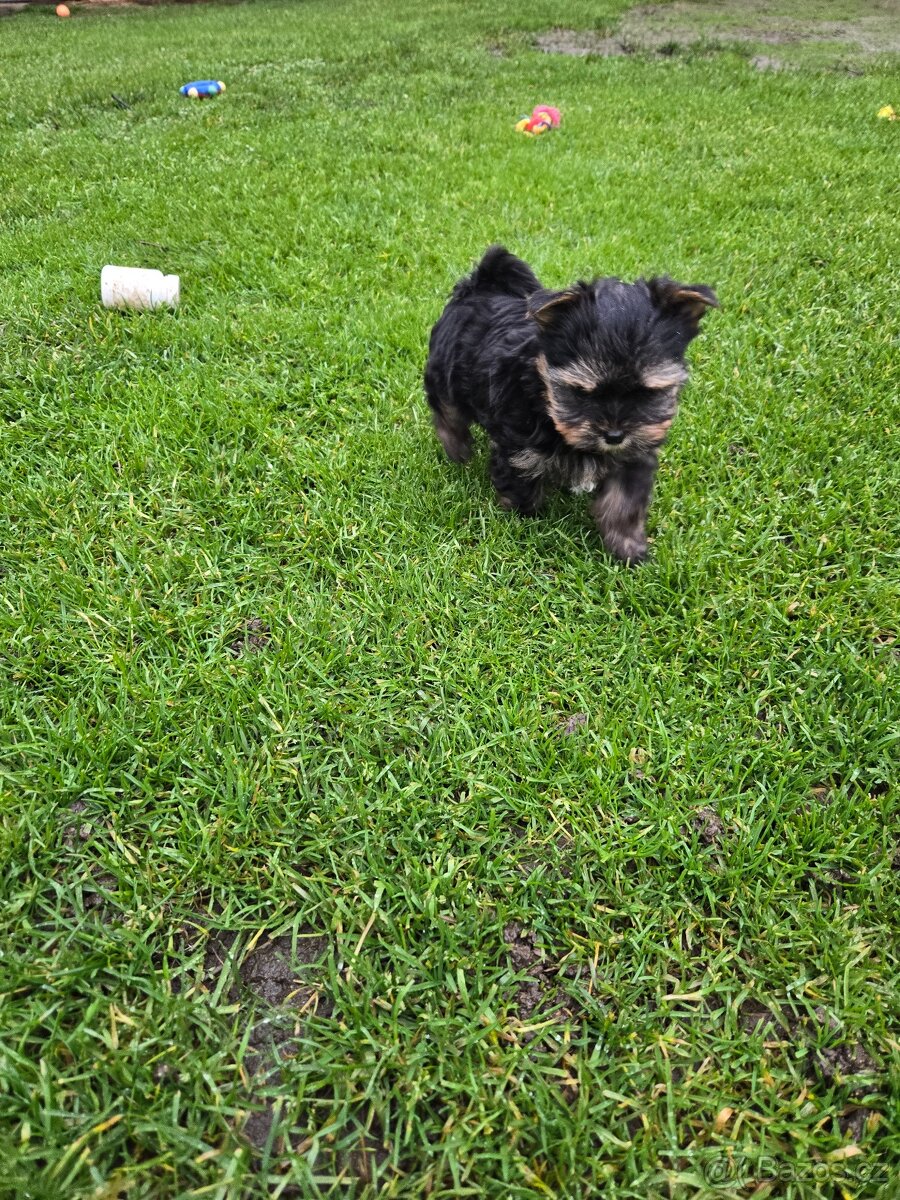 Jorkšírský teriér - 3