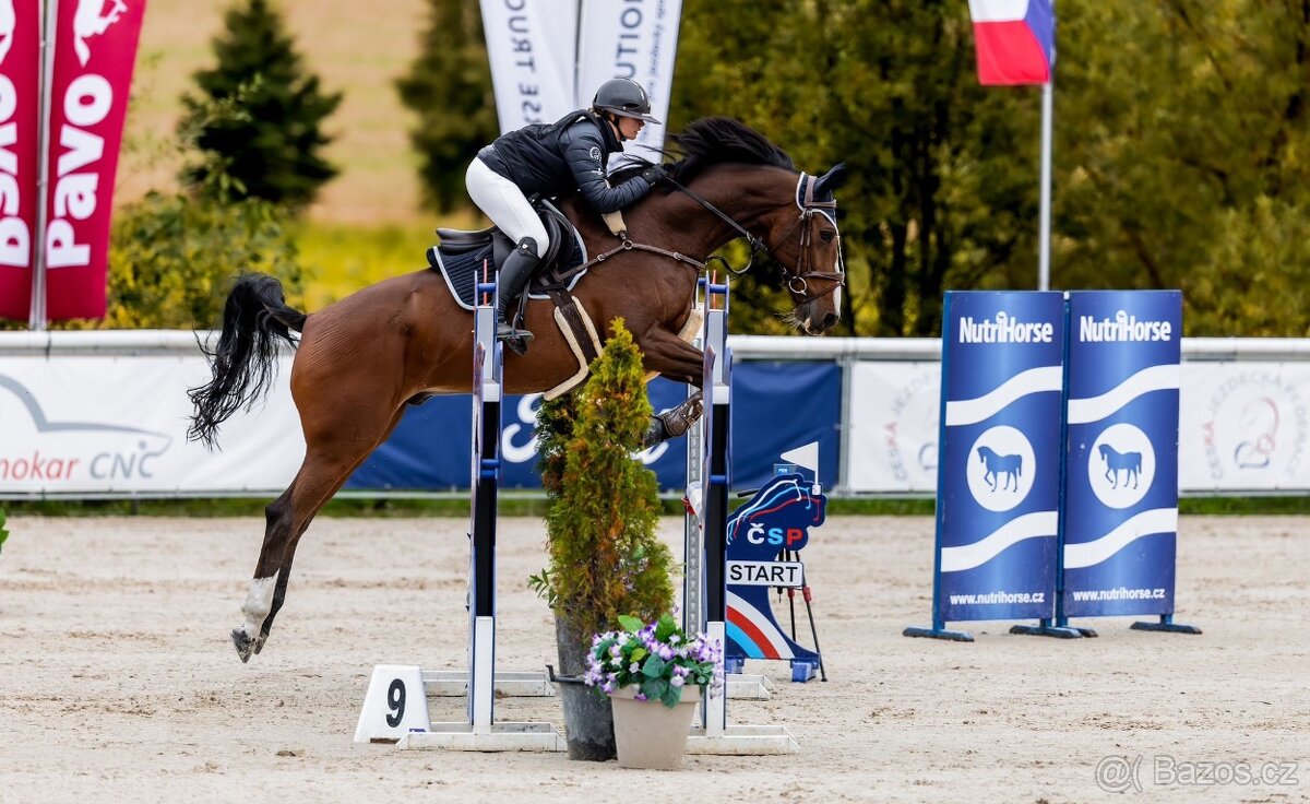 13ti letý valach ČT - 3