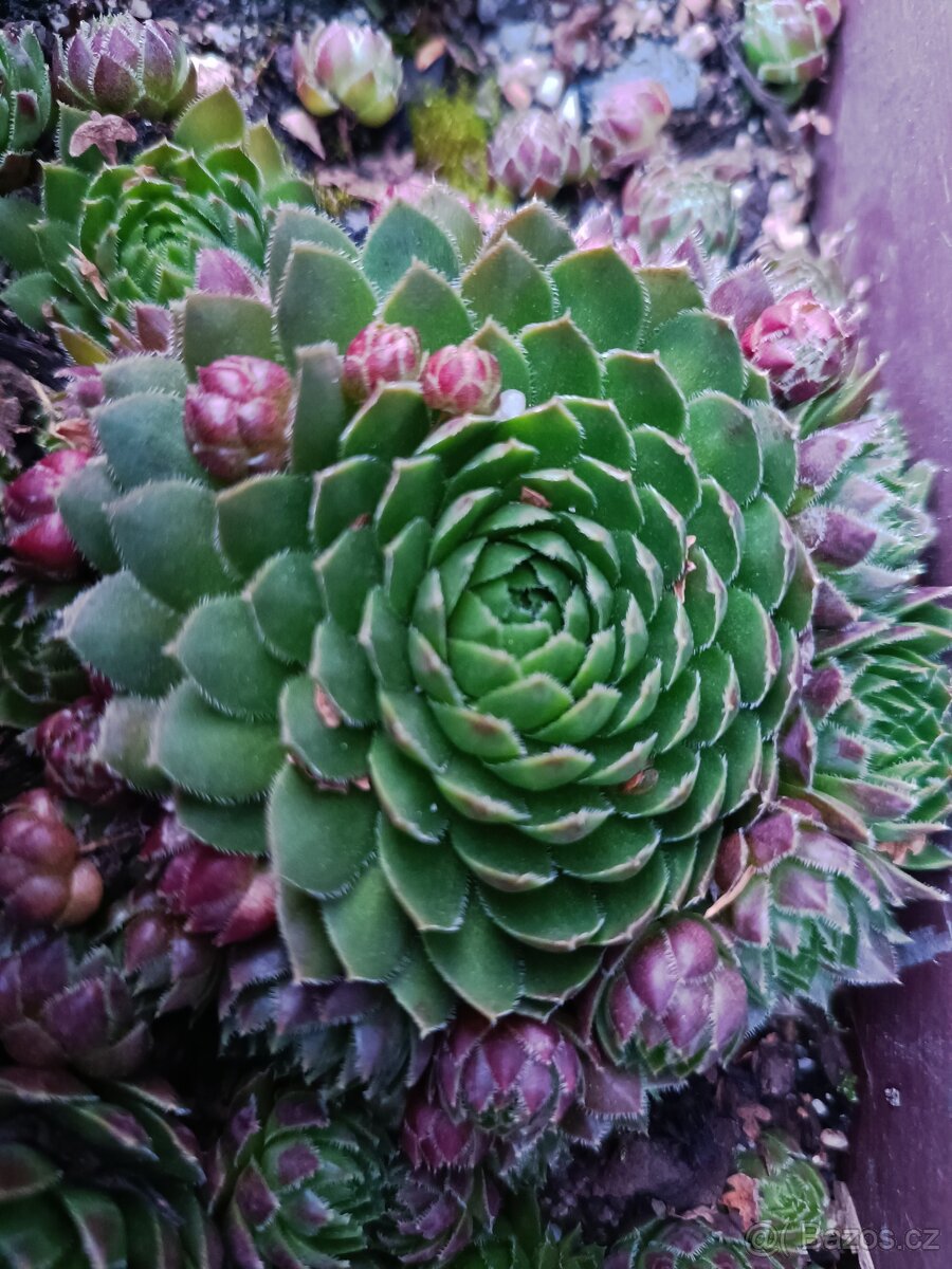 Netřesky sukulenty - 3