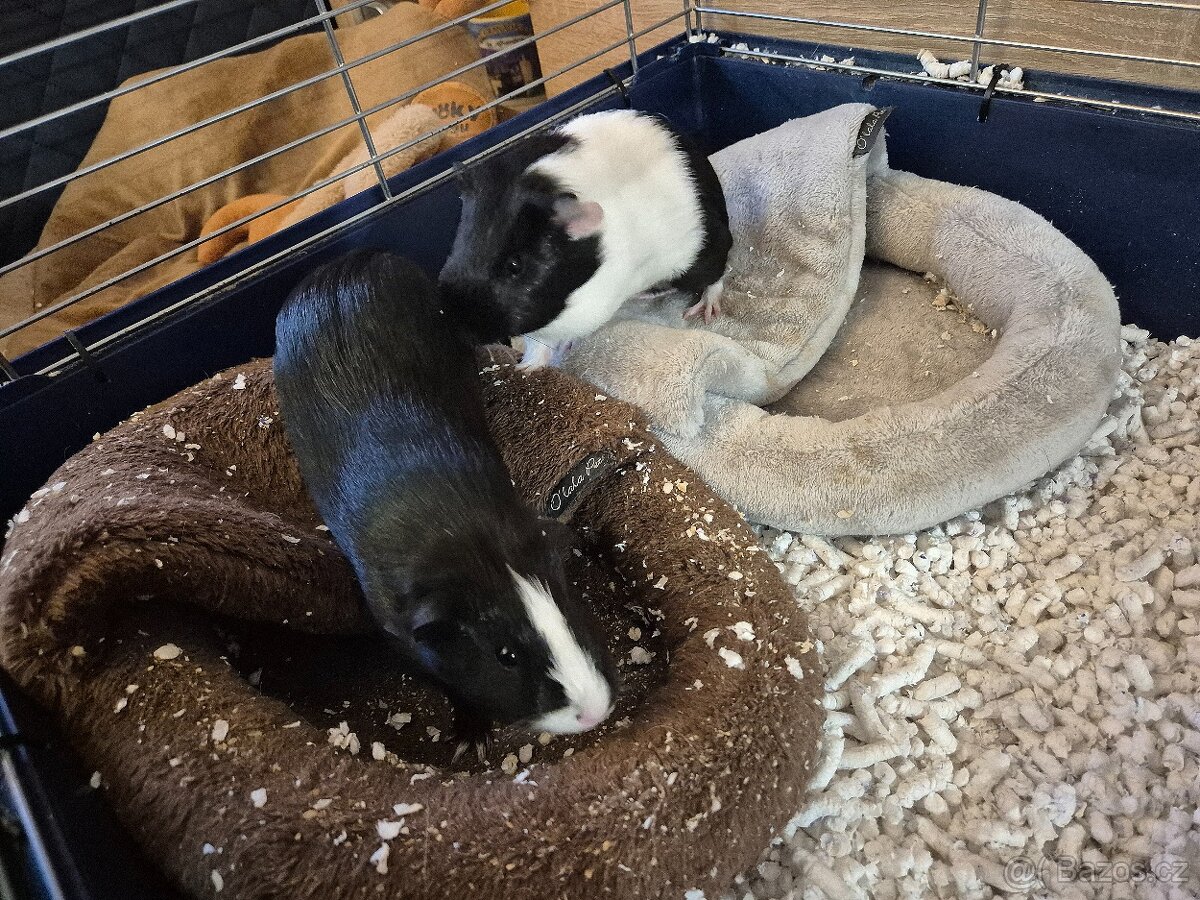 Morčátka s klecí - 3