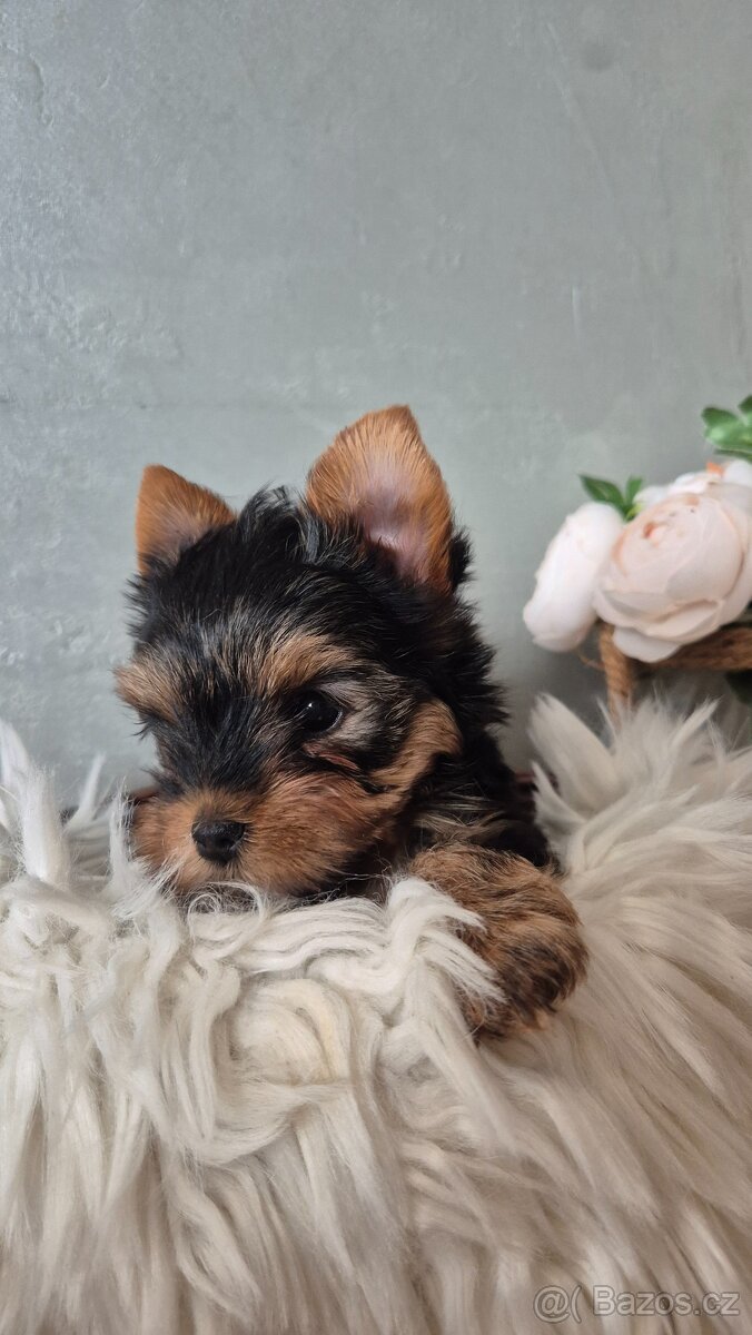 Jorkšírský terier, štěňátka s PP FCI - 3