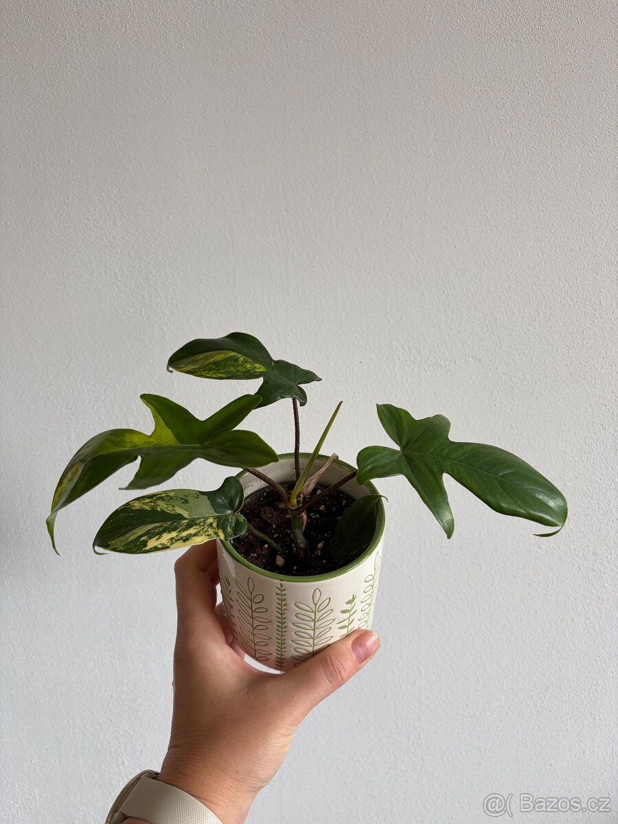 Philodendron florida beauty variegata - 3