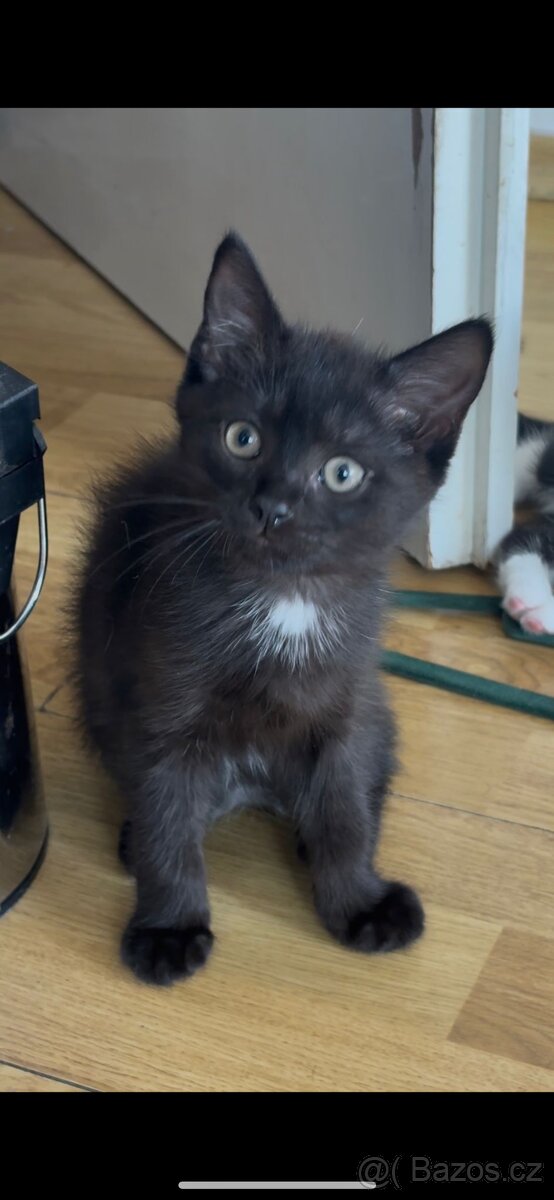 Ragdoll × Britská koťátka mazlivá a hravá - 3