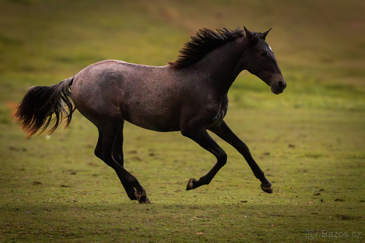 P.R.E. roční klisna - 3