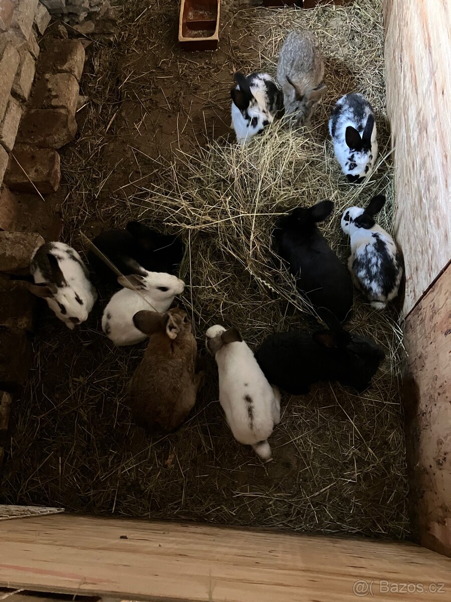 Králíci na dokrmení - 3