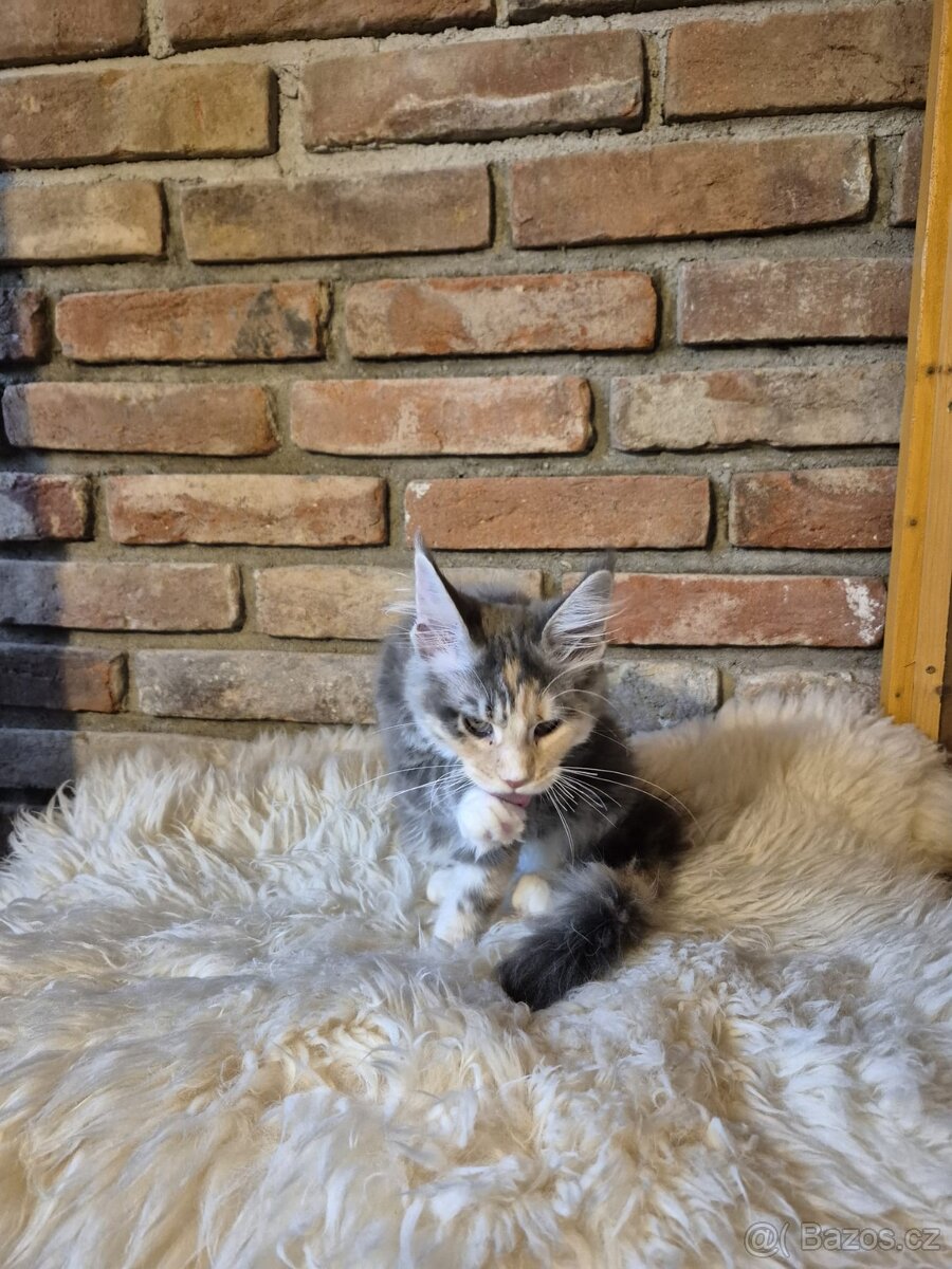 Prodám koťátka mainské mývalí s PP - 3