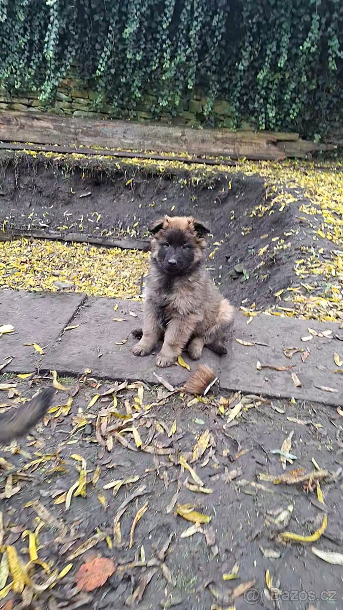 Šťěňata ovčáka - 3