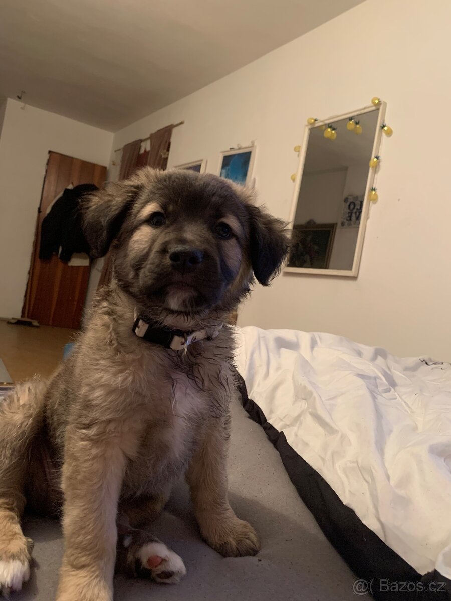 Štěně - 3