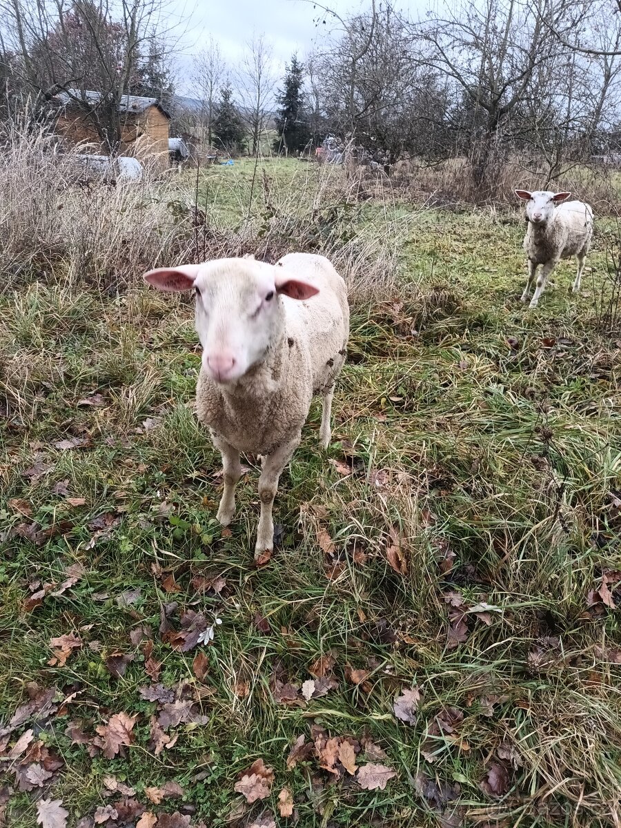 Daruji berana východofríské ovce - 3