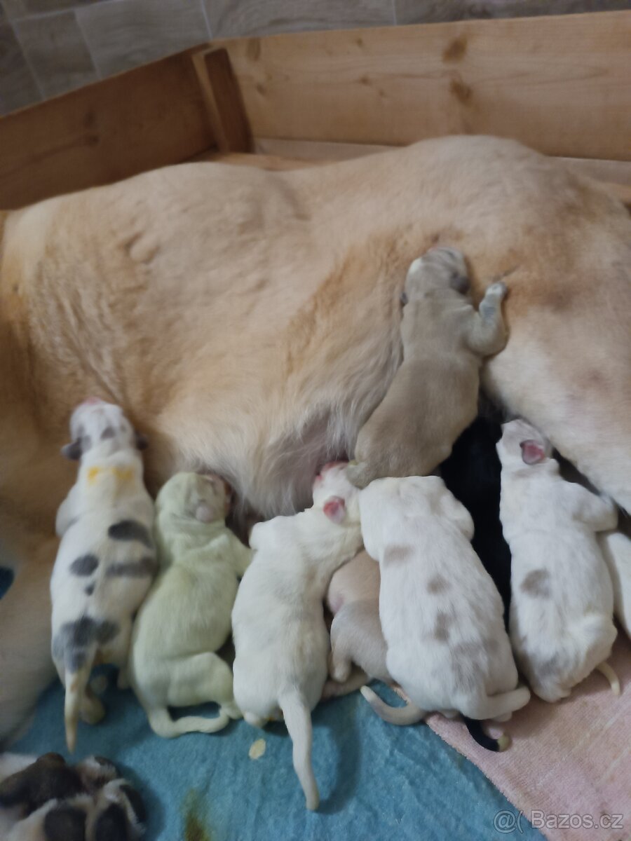 Středoasijský pastevecký pes štěňata s PP - 3
