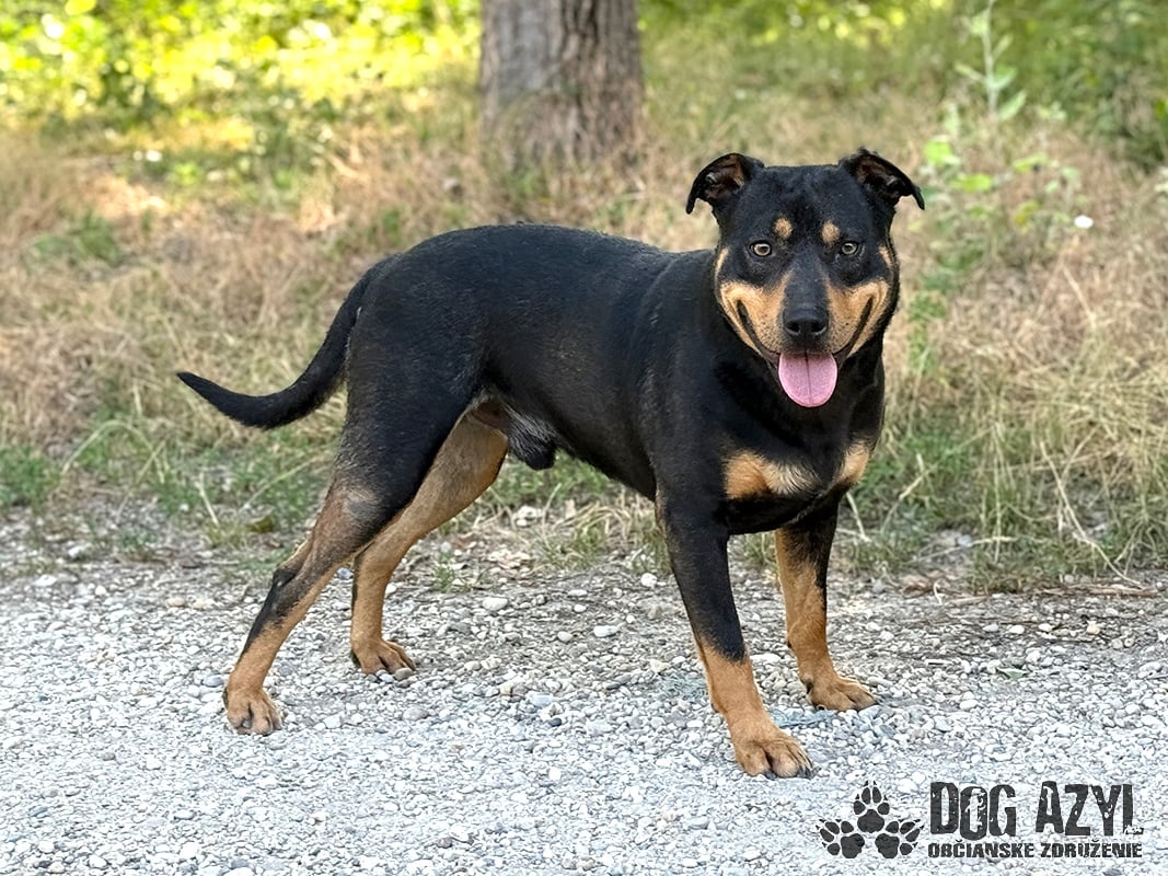 Dobrák Mayo hledá domov - 3