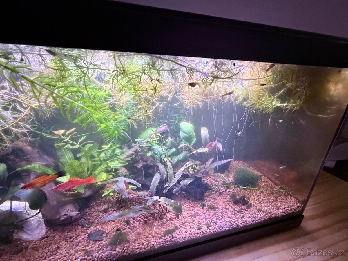 Endlerka, piskořka - 3