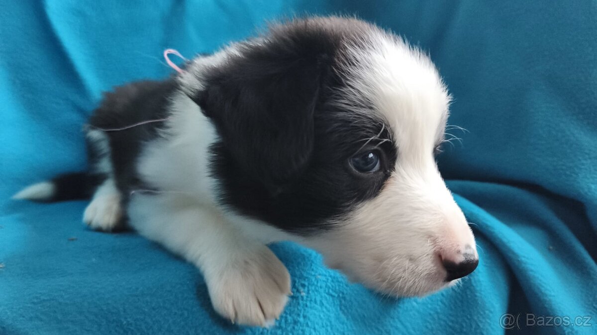 Border kolie štěňata - 3