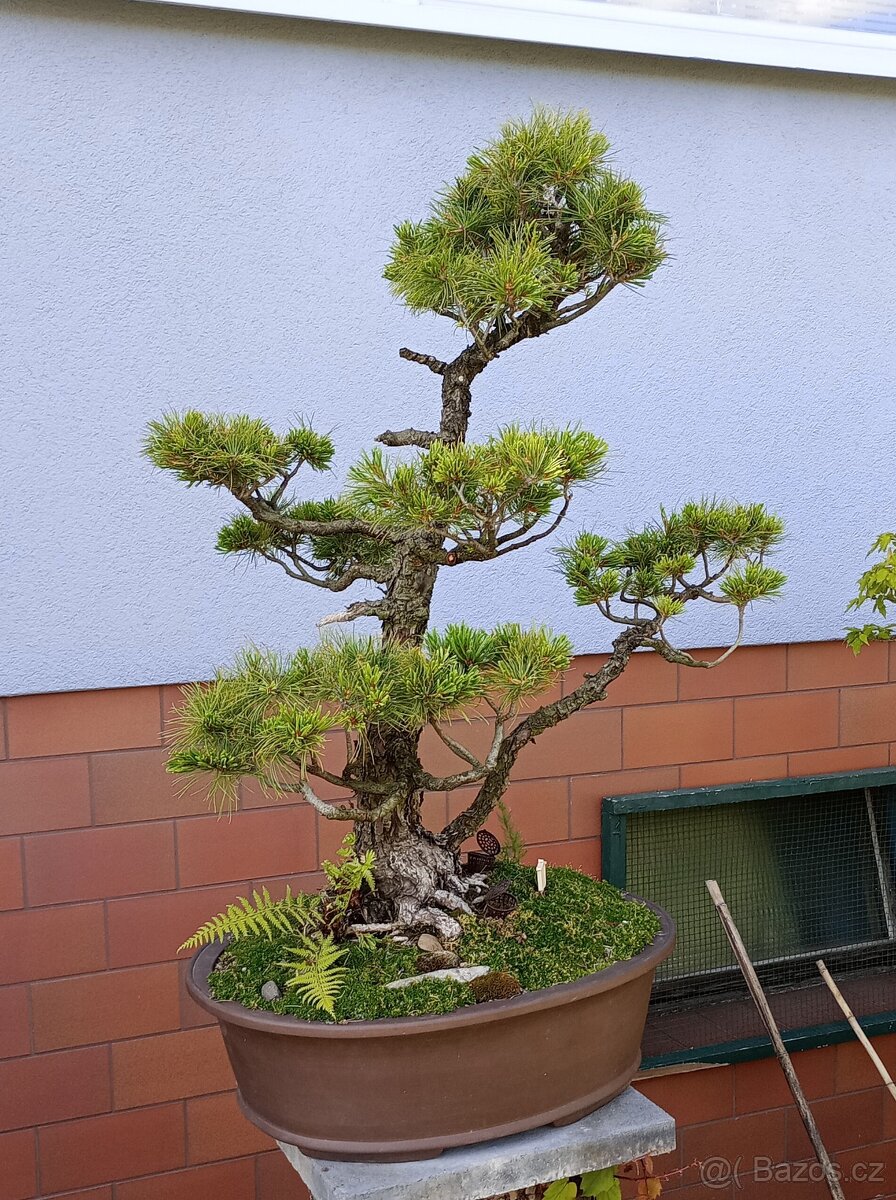 Borovice drobnokvětá bonsai - 3