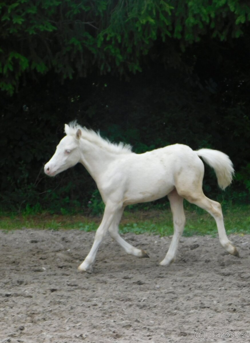 Dva pony hřebečci - 3
