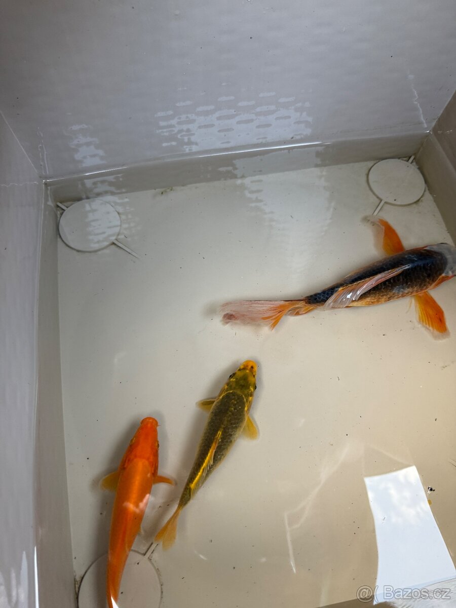 Okrasní kapři do jezirka - 3