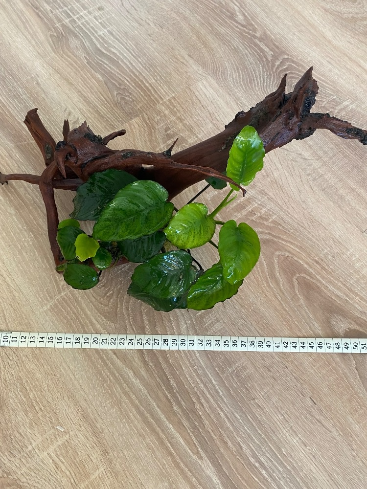 Kořen a Anubias - 3