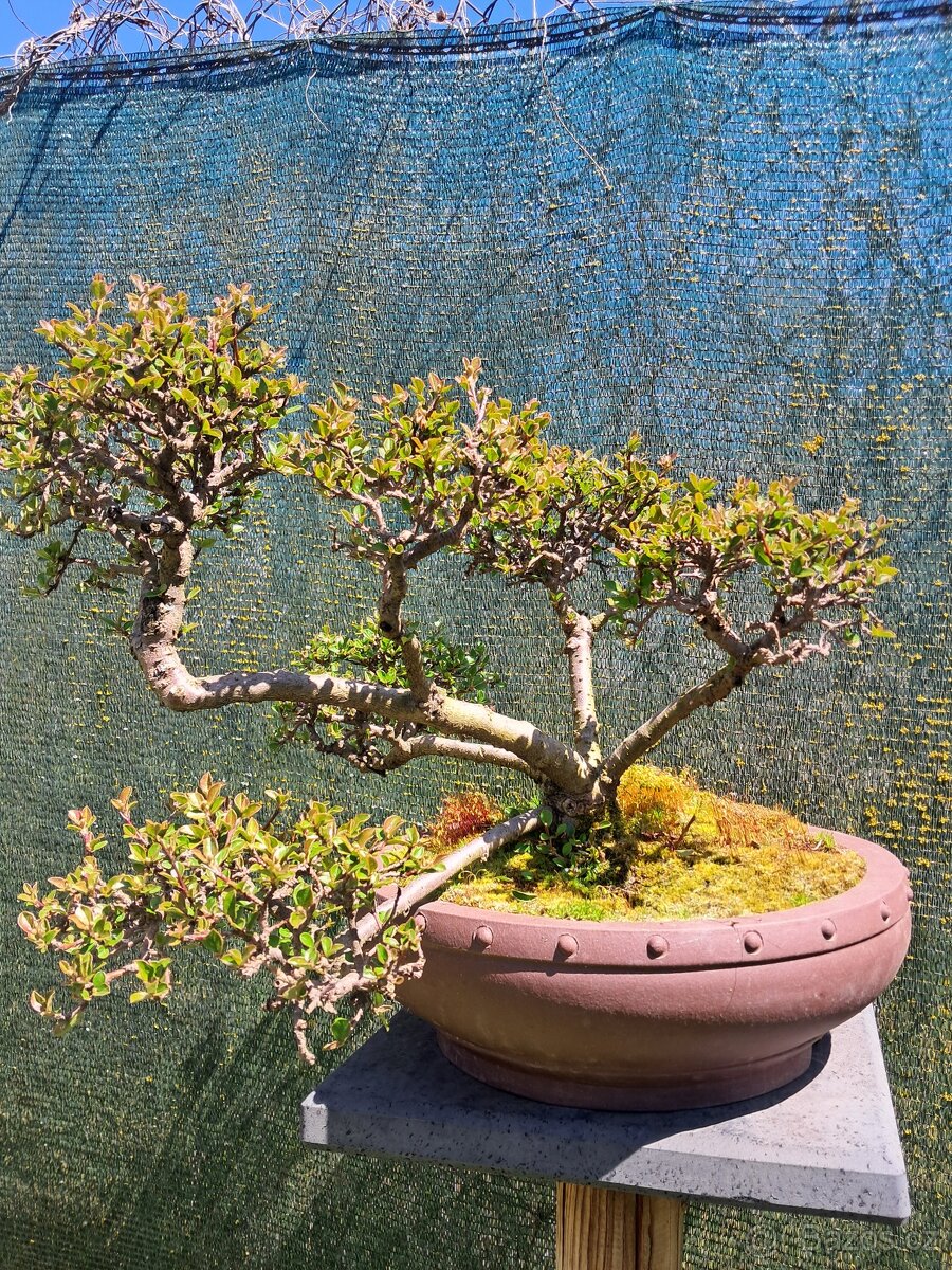 Bonsaj bonsai Skalnik - 3