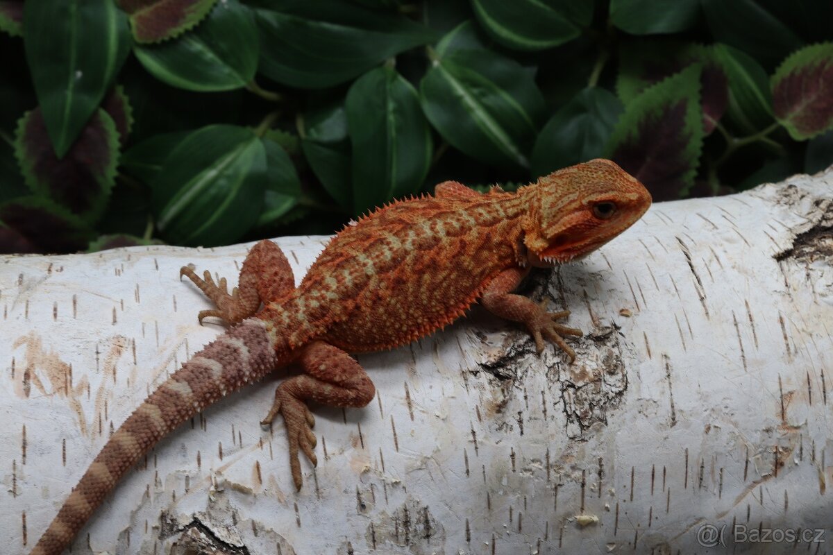 Agama vousatá - Coral mláďata - 3