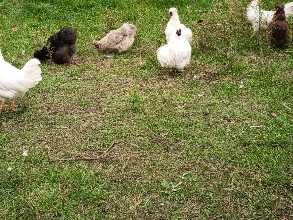 Hedvabnička kohoutek - 3