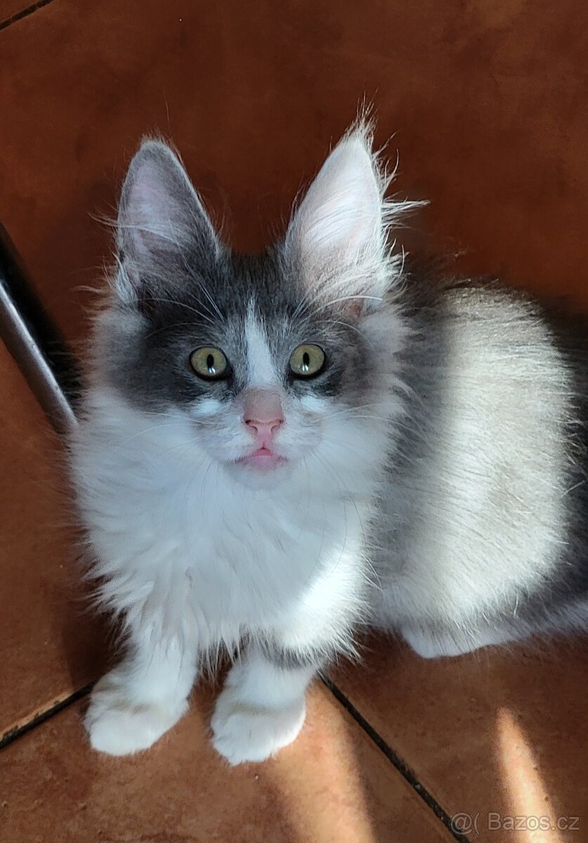 Turecká angora - koťátka s PP - 3