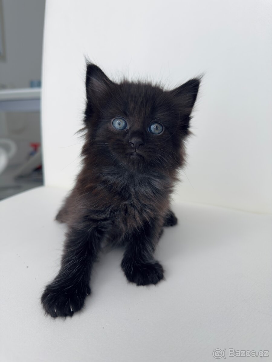 Mainská mývalí - 3