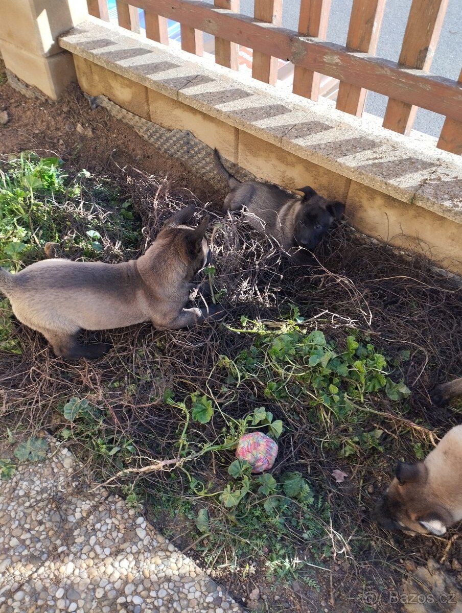 Malinois - štěňata s PP - 3