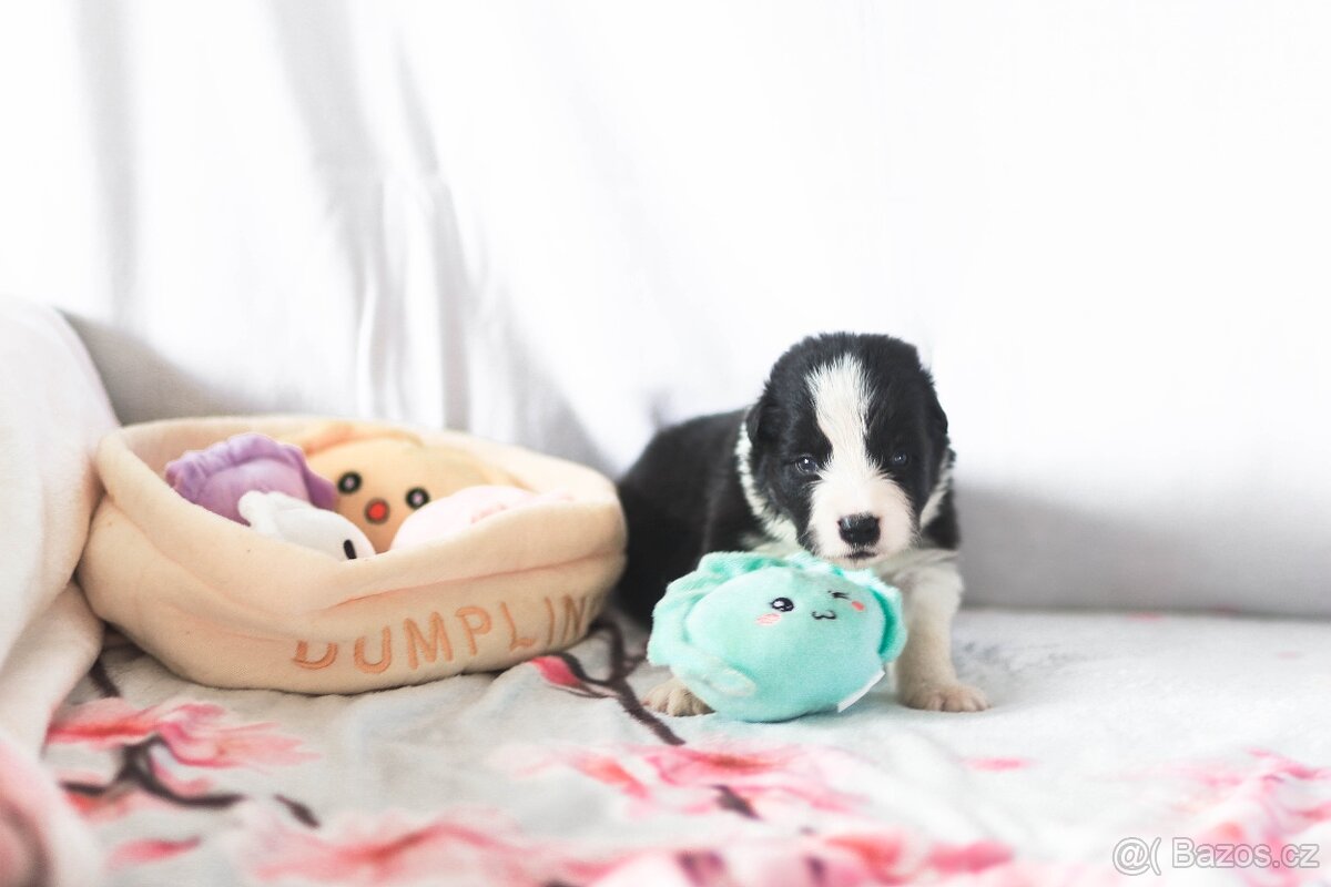 Štěně border kolie s PP - 3