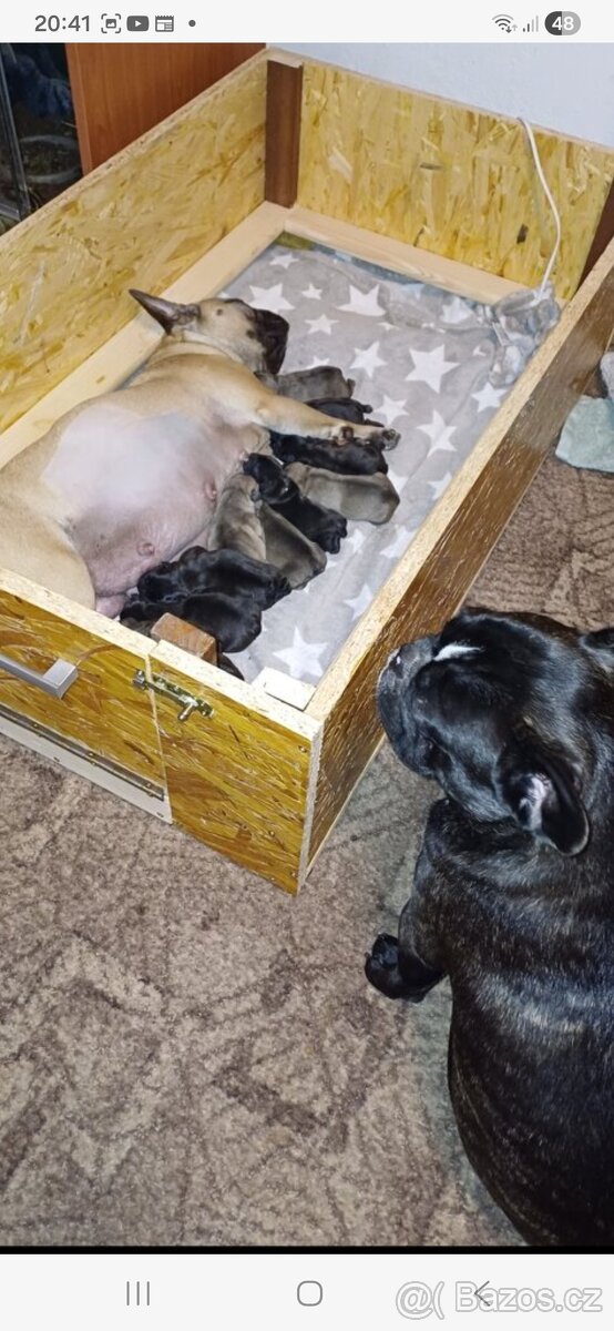 Francouzsky buldocek kryti - 3