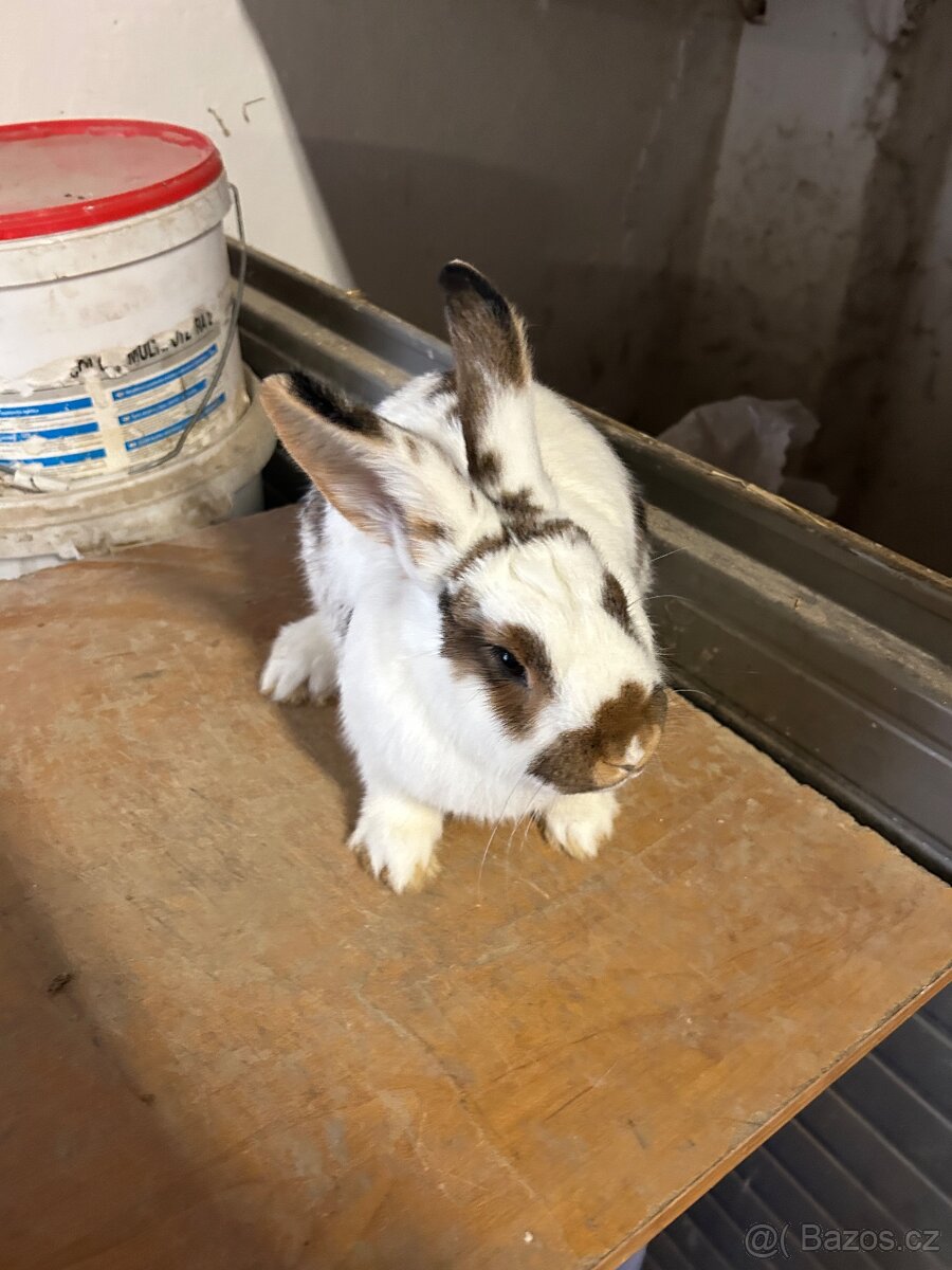 Český Strakáč - chovná samice, samci - 3