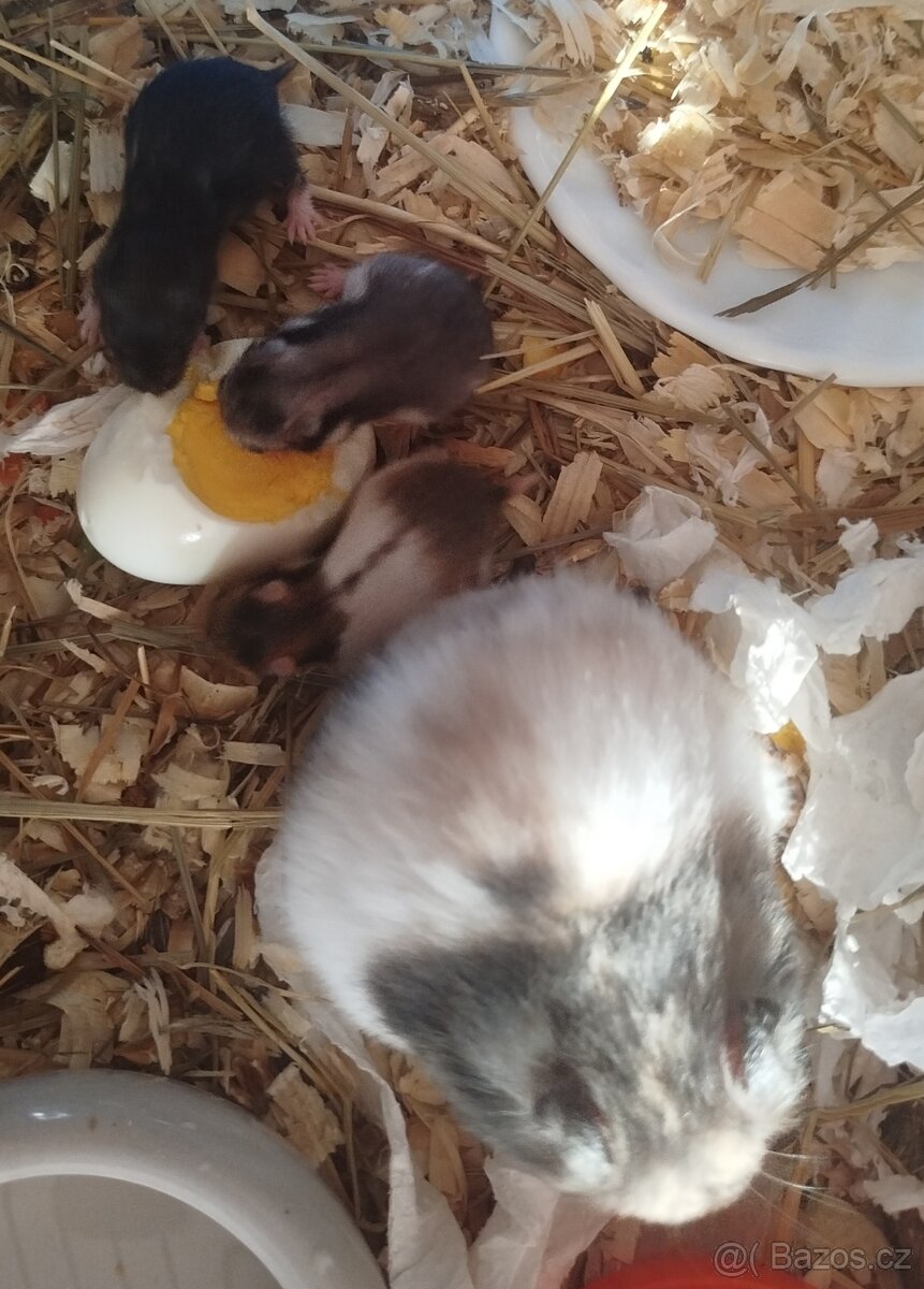 Křeček syrský - 3