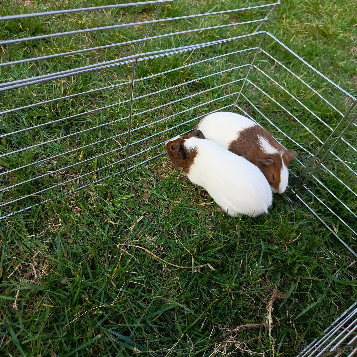 Morčata na prodej - 3