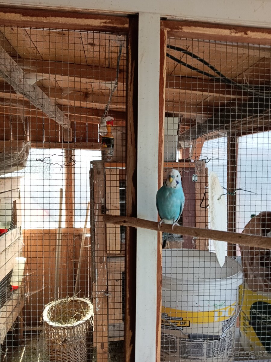 Andulka vlnkovaná - 3