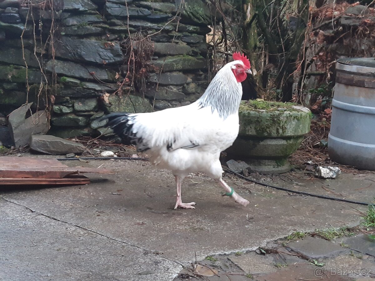 Kohout sussex - 3