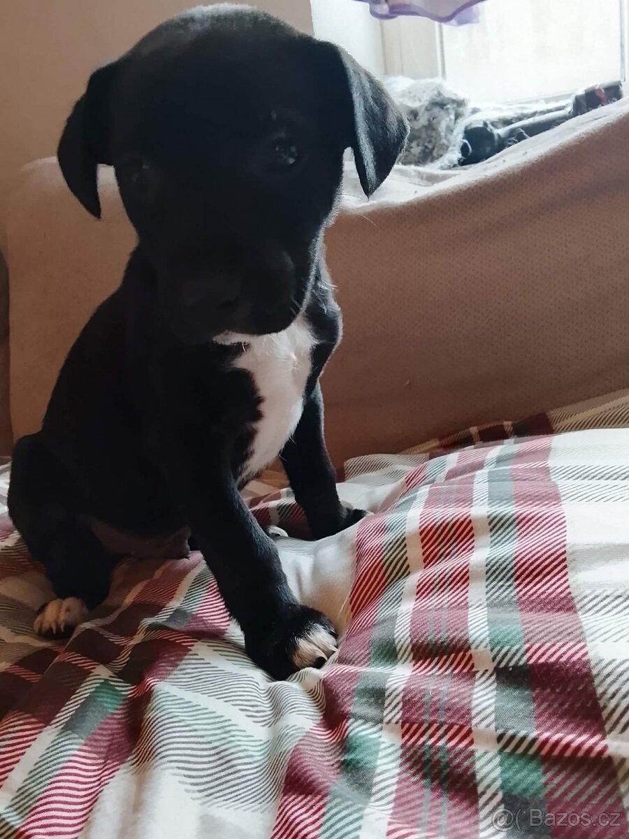 Americký STAFORDŠÍRSKÝ teriér - 3