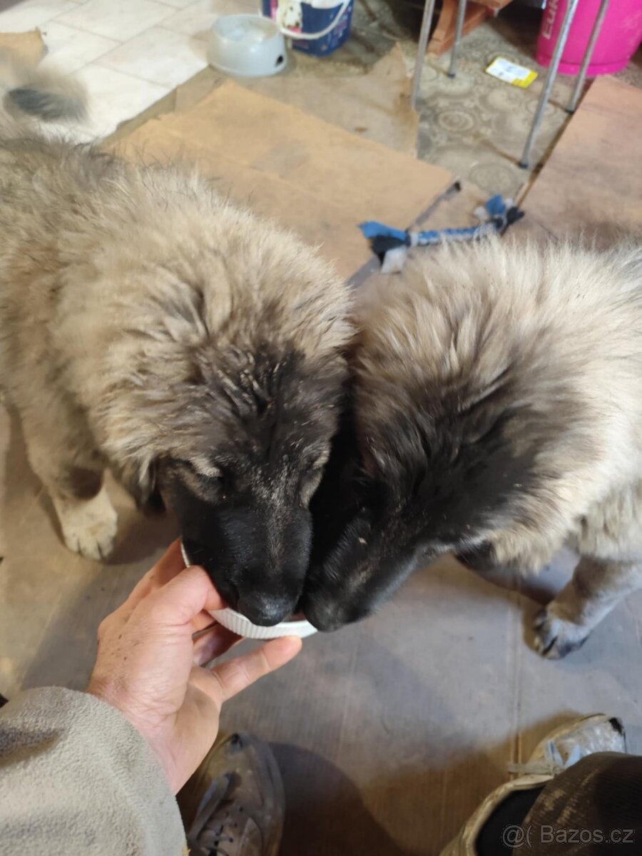 Šarplaninský pastevecký pes s PP - 3