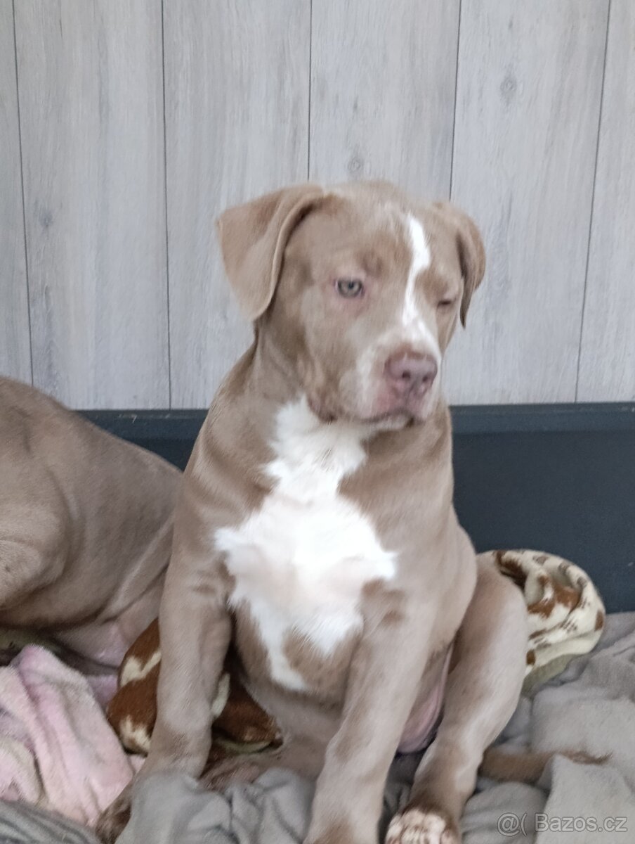 American bully xl xxl - 3