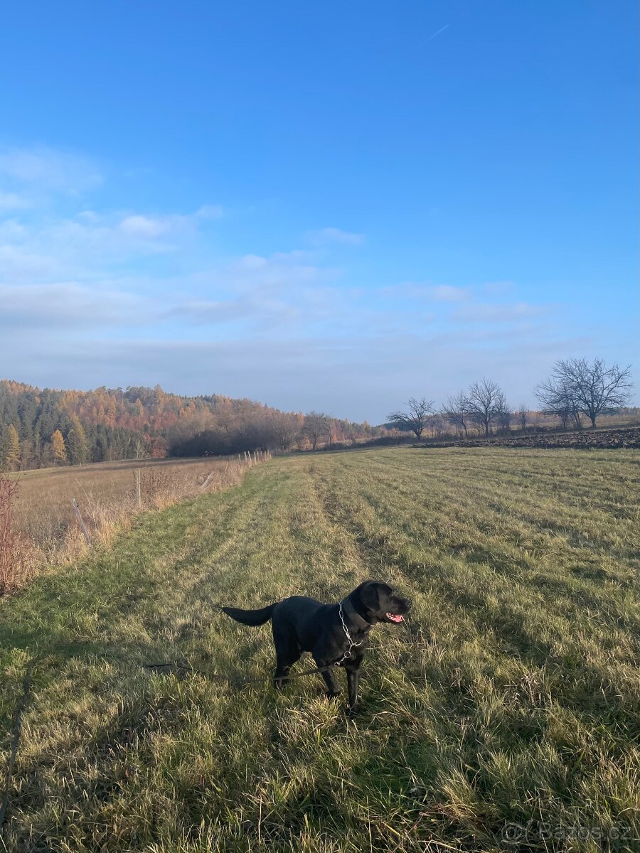 Daruji - Labradorský retrívr, samec, 9 let - 3