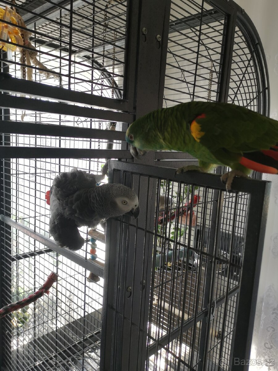 papoušky pouze komplet klec +2 papoušky - 3