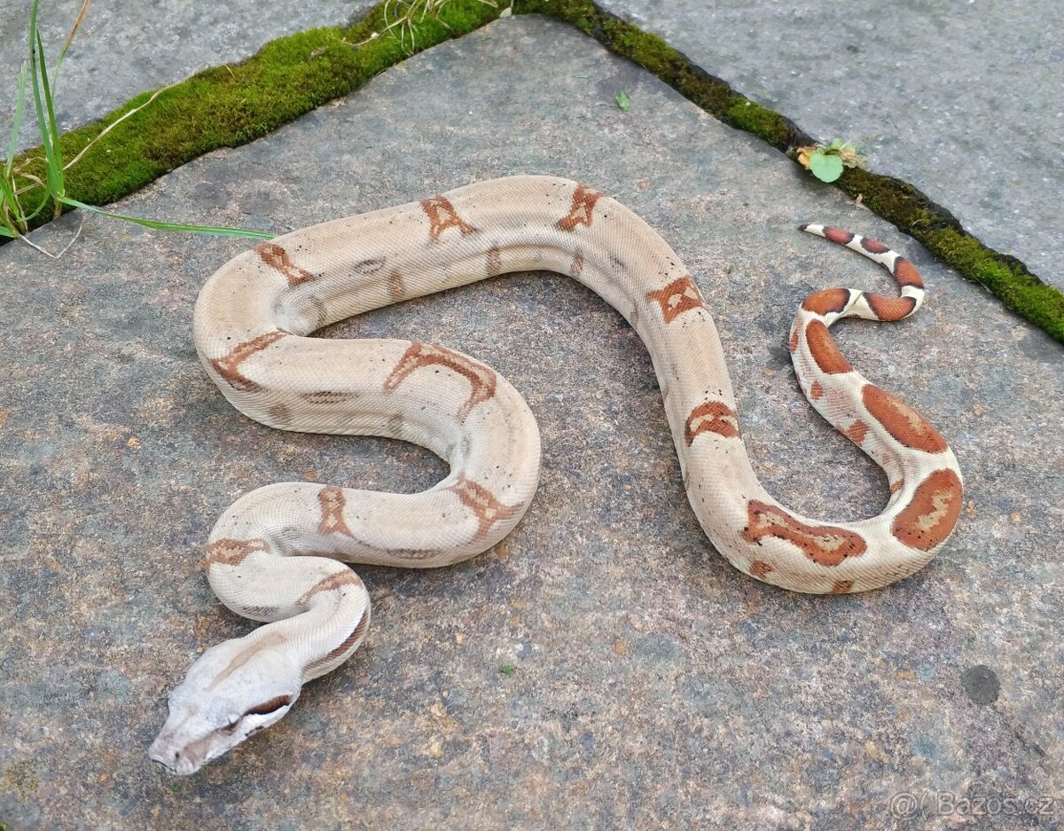 Boa imperator - Normal a Hypo 66% het Sterling VPI - 3