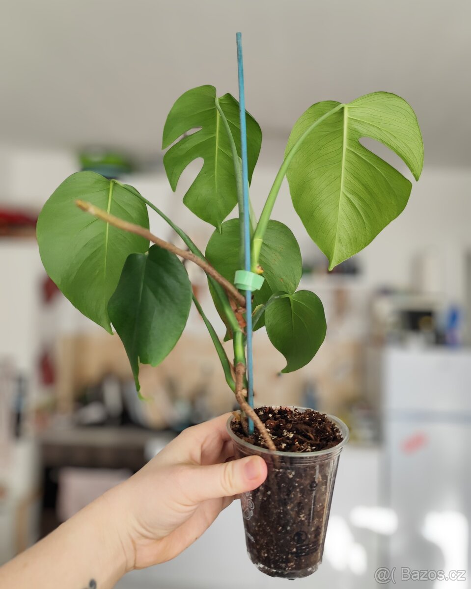Monstera deliciosa - 3