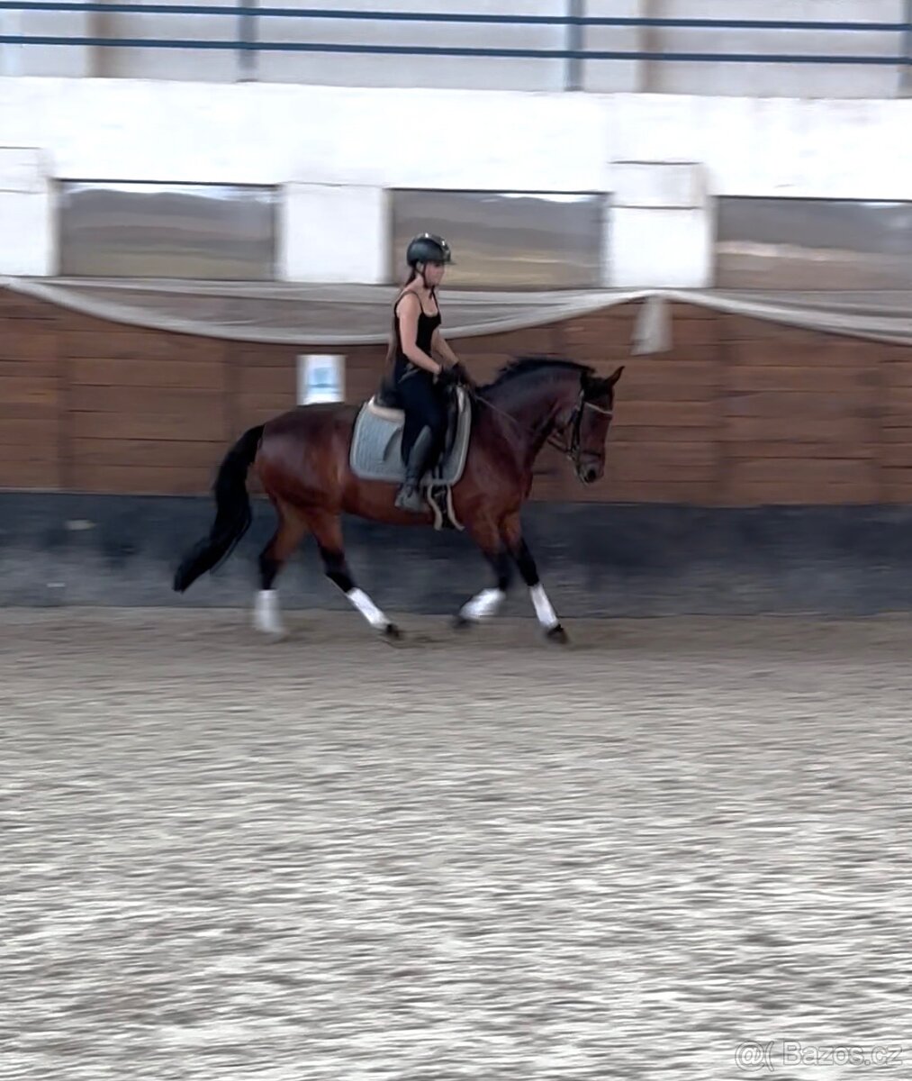 Drezúrna pony kobylka - 3