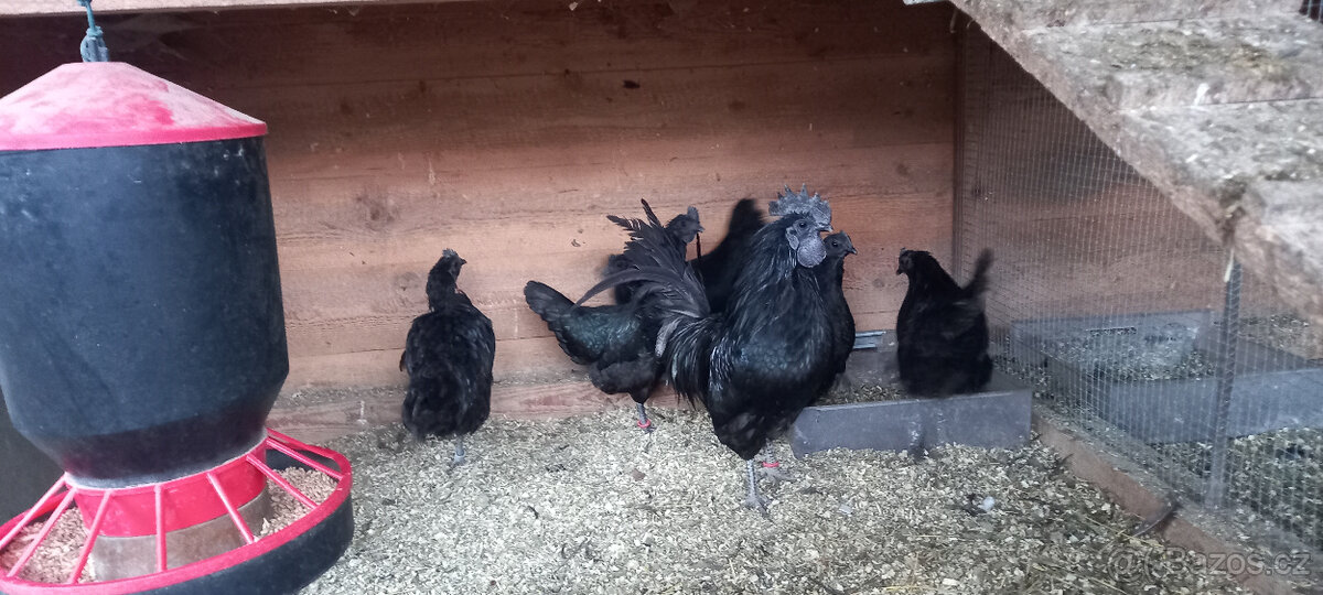 Ayam cemani - násadová vejce - 3